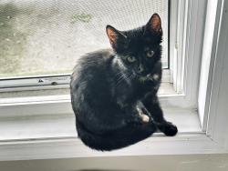 Found/Stray Female Cat last seen C.R. 43 and S.R 120, Middlebury, IN 46540