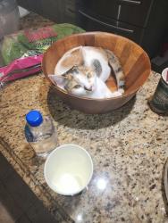 Lost Female Cat last seen Alpine Street, Huntsville, AL 35805