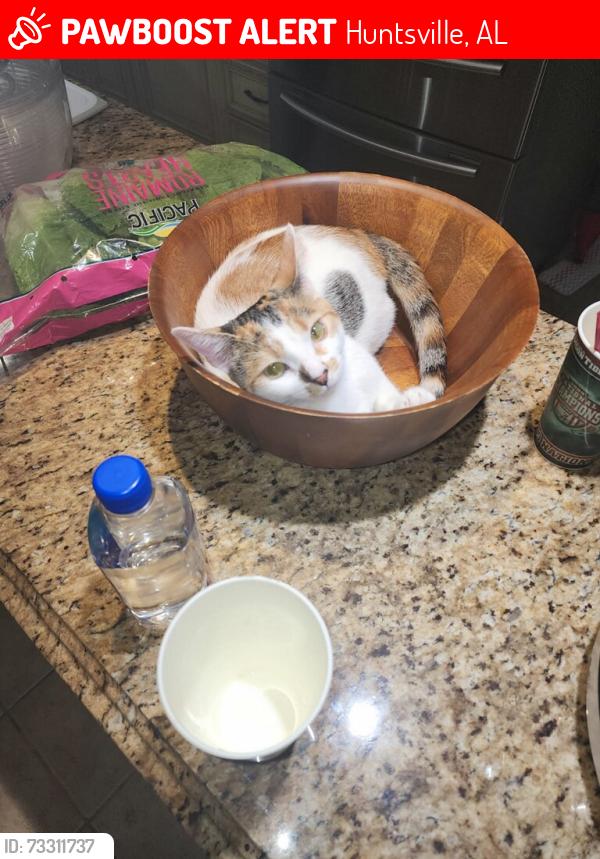 Lost Female Cat last seen Alpine Street, Huntsville, AL 35805