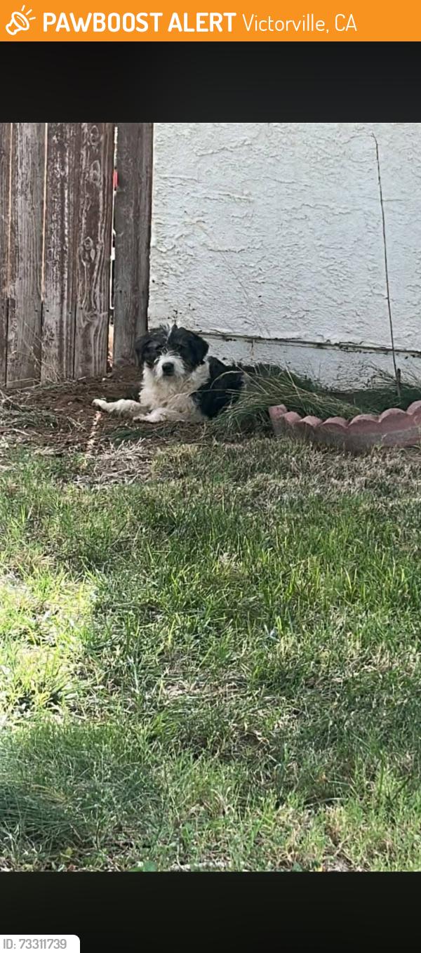 Found/Stray Male Dog last seen Arlette Drive Victorville, Victorville, CA 92394