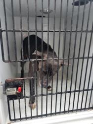 Shelter Stray Male Dog last seen Flat shoals rd / Woodson st, Union City, GA, 1251 Fulton Industrial Blvd NW, Atlanta, GA 30336, USA