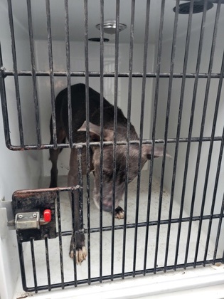 Shelter Stray Male Dog last seen Flat shoals rd / Woodson st, Union City, GA, 1251 Fulton Industrial Blvd NW, Atlanta, GA 30336, USA