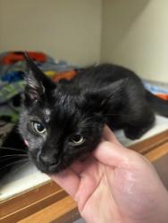 Shelter Stray Male Cat last seen Near Maryland Dr, 30340, GA, 3280 Chamblee Dunwoody Rd, Chamblee, GA 30341, USA