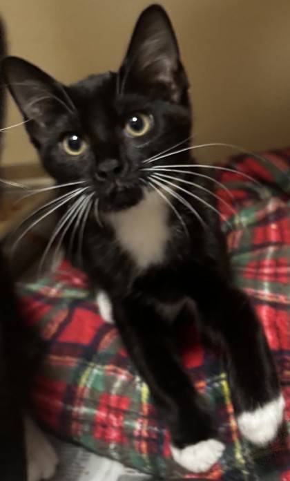 Shelter Stray Female Cat last seen Near Indian Creeek Drive, Clarkston 30021, 30021, GA, 3280 Chamblee Dunwoody Rd, Chamblee, GA 30341, USA