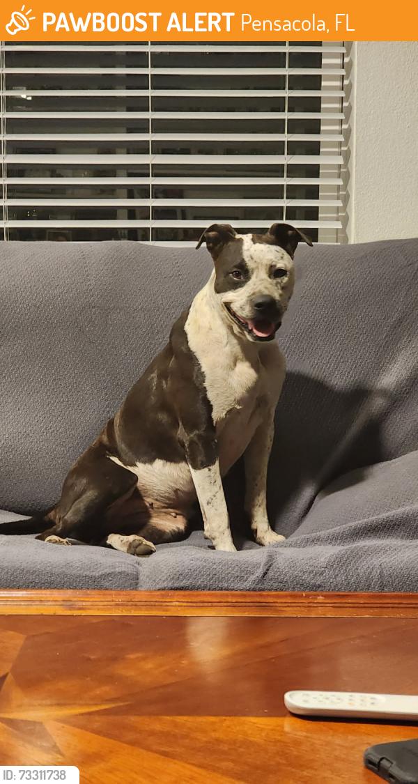 Found/Stray Female Dog last seen Reus St., just north of Cervantes, Pensacola, FL 32501
