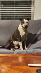 Found/Stray Female Dog last seen Reus St., just north of Cervantes, Pensacola, FL 32501
