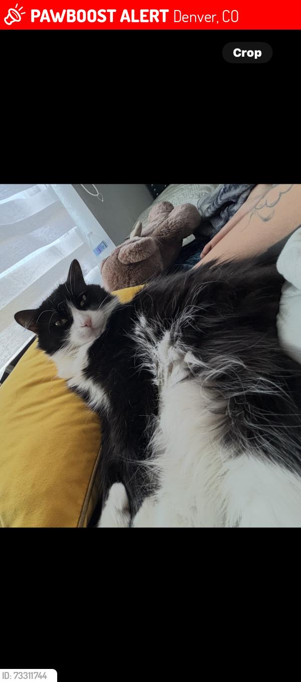 Lost Female Cat last seen Tower , green valley, Denver, CO 80249
