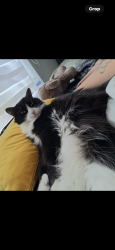 Lost Female Cat last seen Tower , green valley, Denver, CO 80249