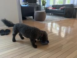 Found/Stray Male Dog last seen Greystoke Place, Swansea, IL 62226