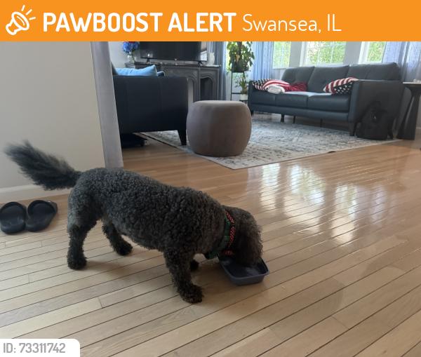 Found/Stray Male Dog last seen Greystoke Place, Swansea, IL 62226