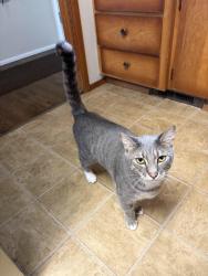 Reunited Male Cat last seen Twinkle Dr E & 12th Ave E, Spanaway, WA 98387