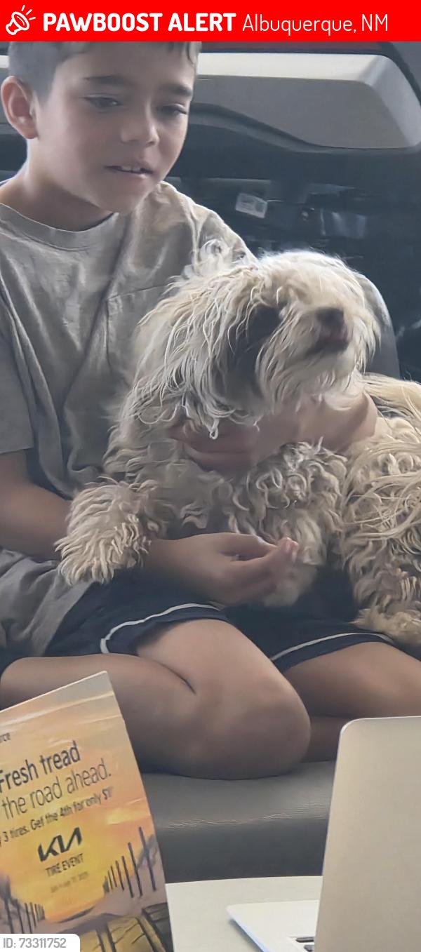 Lost Male Dog last seen Lomas and lousiana, Albuquerque, NM 87110