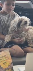 Lost Male Dog last seen Lomas and lousiana, Albuquerque, NM 87110