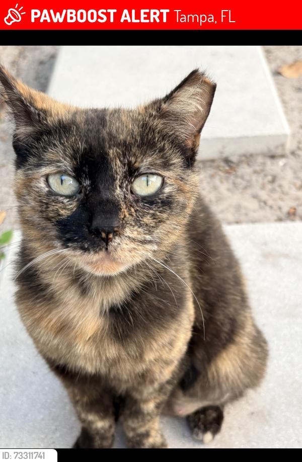Lost Female Cat last seen W Saint Conrad st, Tampa, FL 33607