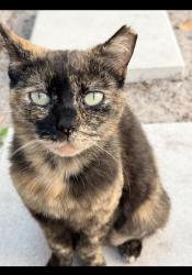 Lost Female Cat last seen W Saint Conrad st, Tampa, FL 33607