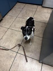 Found/Stray Female Dog last seen Friday st, Tallahassee, FL 32304