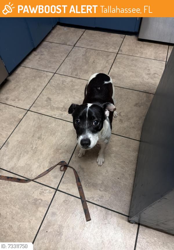 Found/Stray Female Dog last seen Friday st, Tallahassee, FL 32304