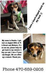 Lost Male Dog last seen Near st mohave central, Phoenix, AZ 85004