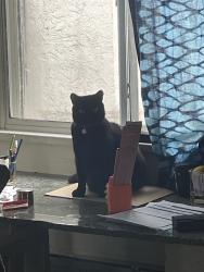 Lost Female Cat last seen Woodland, Vancouver, BC V5N 1J7