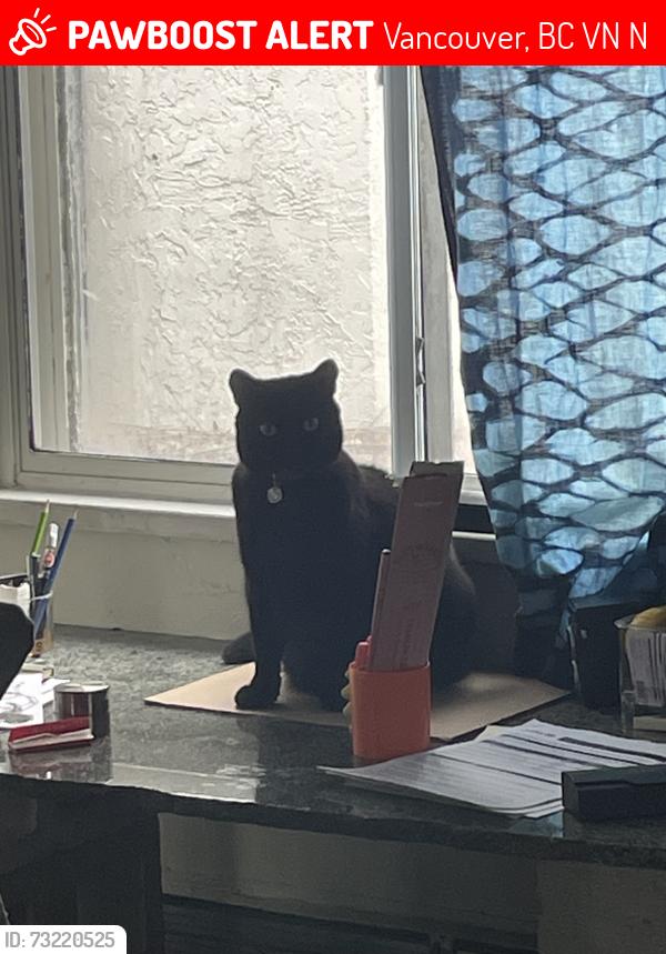 Lost Female Cat last seen Woodland, Vancouver, BC V5N 1J7