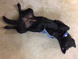 Reunited Female Dog last seen Ratcliff Dr. and Commercial, Salem, OR 97302