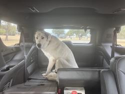 Found/Stray Male Dog last seen Earlywine YMCA, Oklahoma City, OK 73170