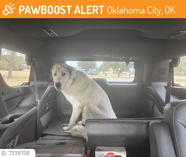 Found/Stray Male Dog last seen Earlywine YMCA, Oklahoma City, OK 73170