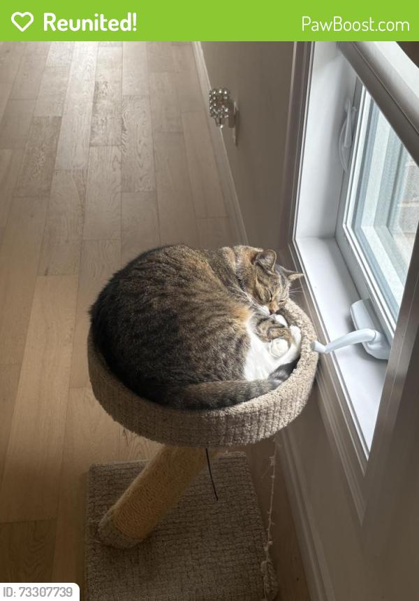 Reunited Male Cat last seen Erb St. W & Ira Needles Blvd, Waterloo, ON N2T 2R2