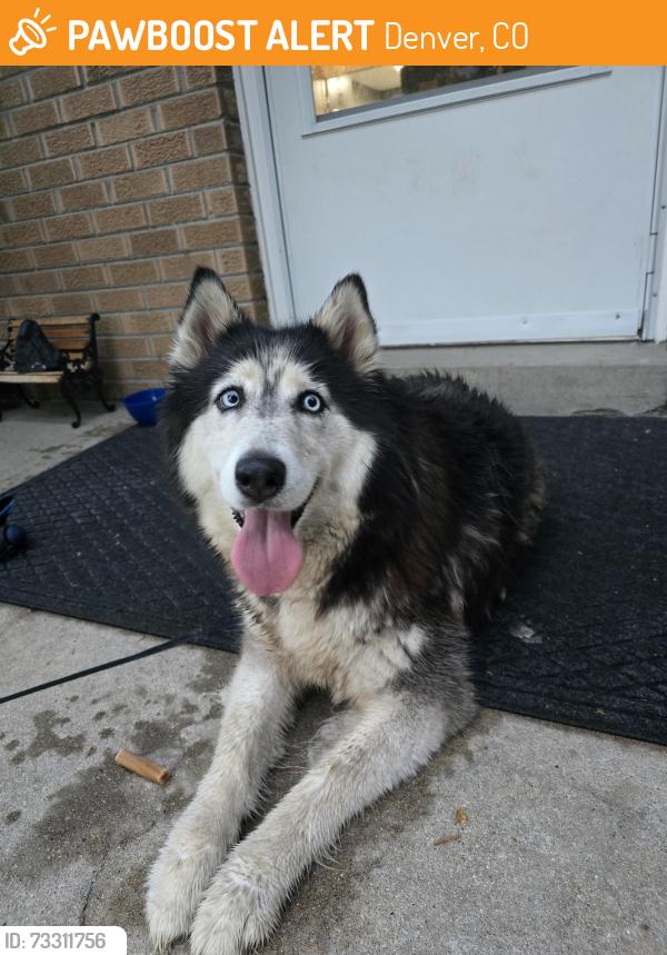 Found/Stray Female Dog last seen 70th and Elati, by the Toyota dealership, Denver, CO 80221