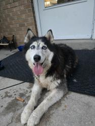 Found/Stray Female Dog last seen 70th and Elati, by the Toyota dealership, Denver, CO 80221