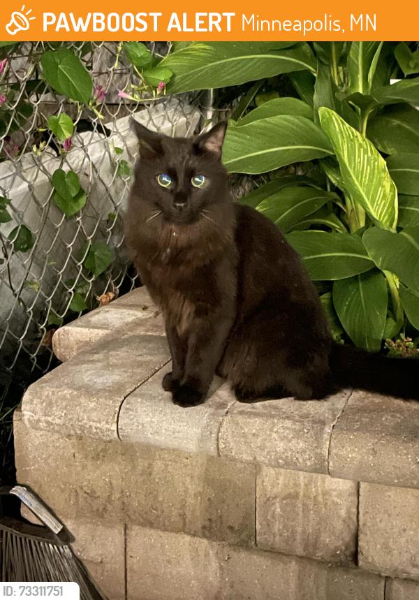 Found/Stray Unknown Cat last seen North 42nd & Sheridan, Minneapolis, MN 55412