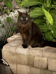 Found/Stray Unknown Cat last seen North 42nd & Sheridan, Minneapolis, MN 55412