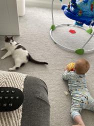 Lost Female Cat last seen Woodbrook Meadows Lisburn, Lisburn and Castlereagh, Northern Ireland 