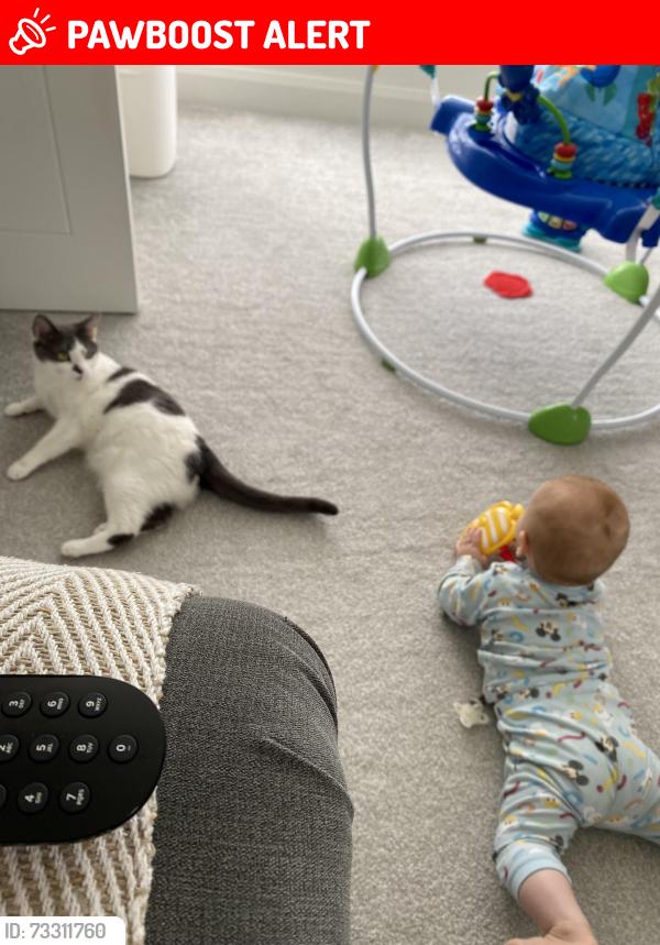 Lost Female Cat last seen Woodbrook Meadows Lisburn, Lisburn and Castlereagh, Northern Ireland 