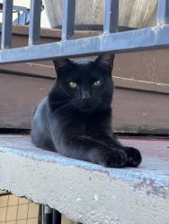 Reunited Male Cat last seen Near Outlook Ave, Oakland, CA 94605, USA, Oakland, CA 94605