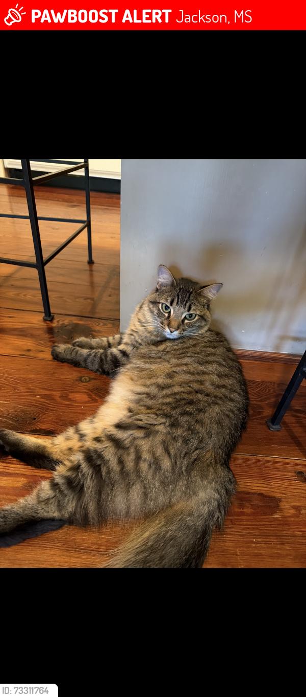 Lost Male Cat last seen meadowbrook, Jackson, MS 39211