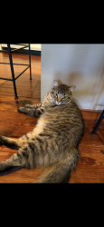 Lost Male Cat last seen meadowbrook, Jackson, MS 39211