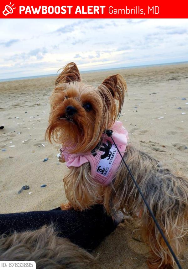 Lost Female Dog last seen Crofton Farms Briggsdale Court, Gambrills, MD 21054