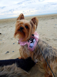 Lost Female Dog last seen Crofton Farms Briggsdale Court, Gambrills, MD 21054