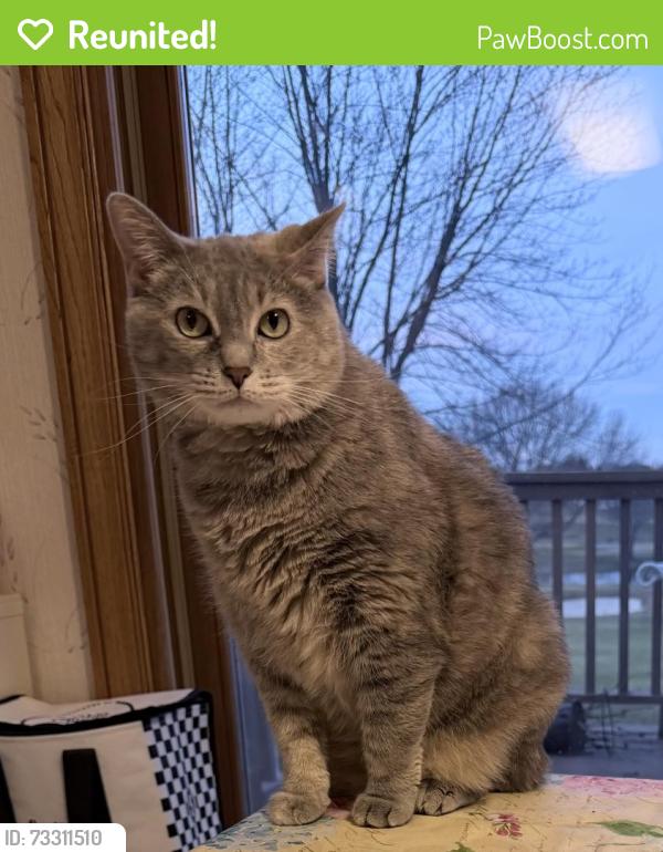 Reunited Female Cat last seen Boulder Ridge- Fairways, Lake in the Hills, IL 60156