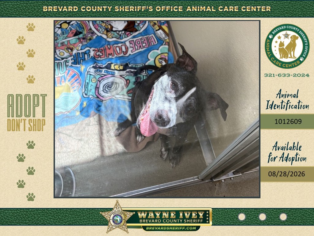Shelter Stray Female Dog last seen Near Ackley Road, COCOA, FL, 32922, 5100 W Eau Gallie Blvd, Melbourne, FL 32934, USA