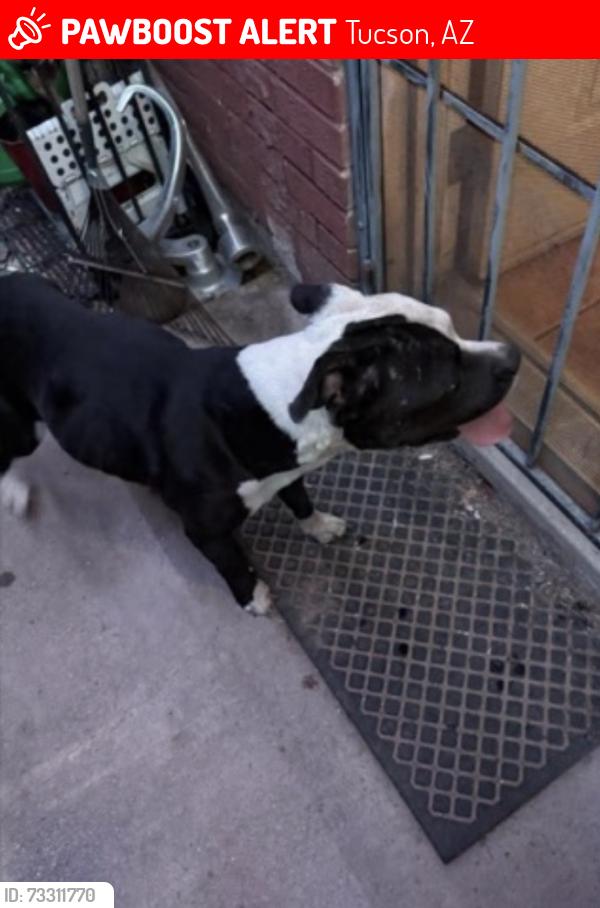 Lost Female Dog last seen Slice n Ice, Tucson, AZ 85745