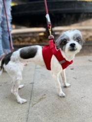 Reunited Male Dog last seen Tree street by elmos, West Columbia, TX 77486