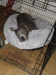 Lost Female Dog last seen Red Barn Rd Cameron ok, Cameron, OK 74932