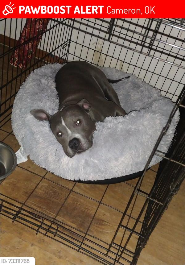 Lost Female Dog last seen Red Barn Rd Cameron ok, Cameron, OK 74932