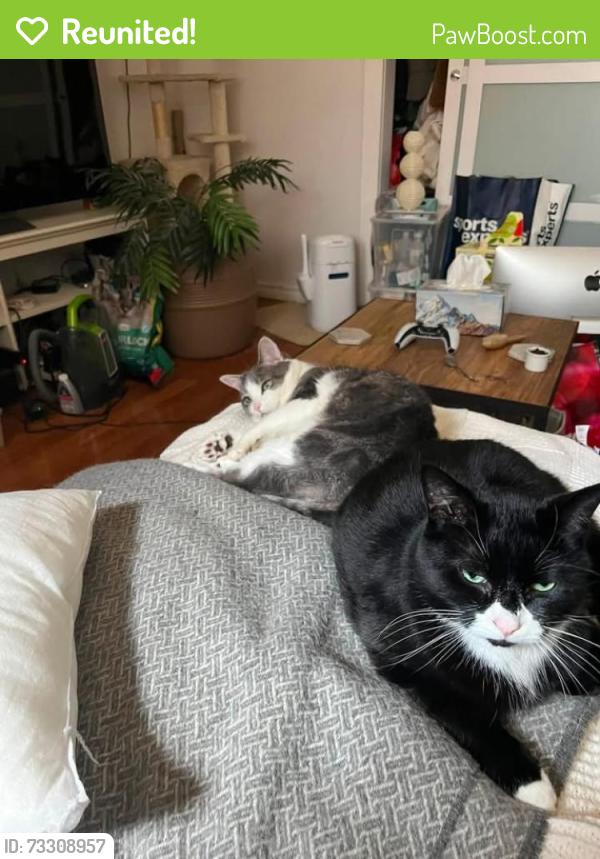 Reunited Male Cat last seen Notre-Dame / Sainte-Emilie, Montréal, QC H4C 3A3