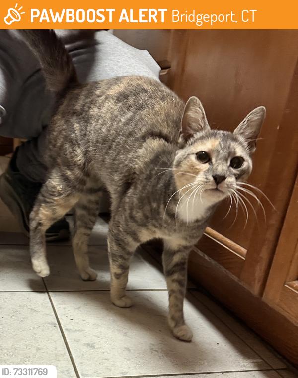 Found/Stray Female Cat last seen St. Vincents hosp, Bridgeport, CT 06606