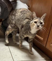 Found/Stray Female Cat last seen St. Vincents hosp, Bridgeport, CT 06606