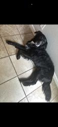 Reunited Male Dog last seen Near W Birge St, Sherman, TX 75092, USA, Sherman, TX 75092