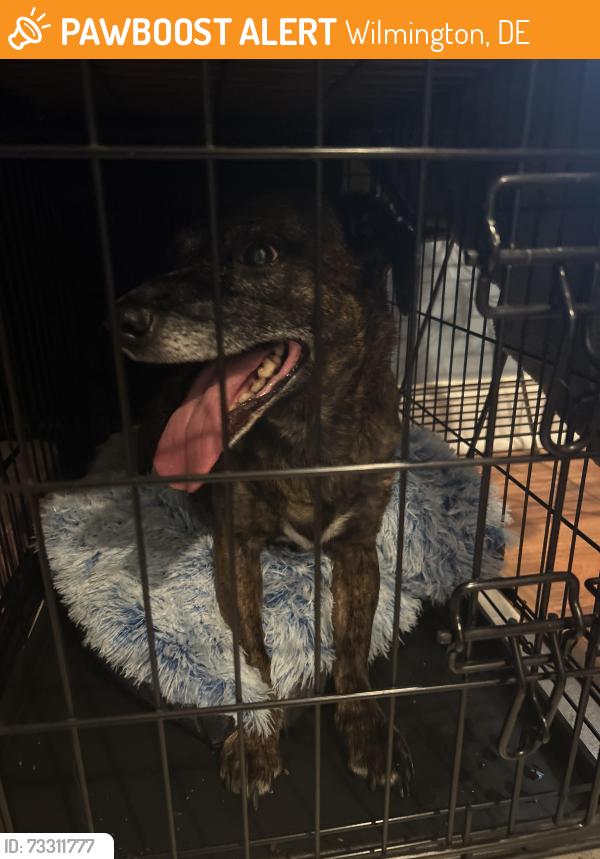 Found/Stray Unknown Dog last seen Marsh Road near Naamans., Wilmington, DE 19809